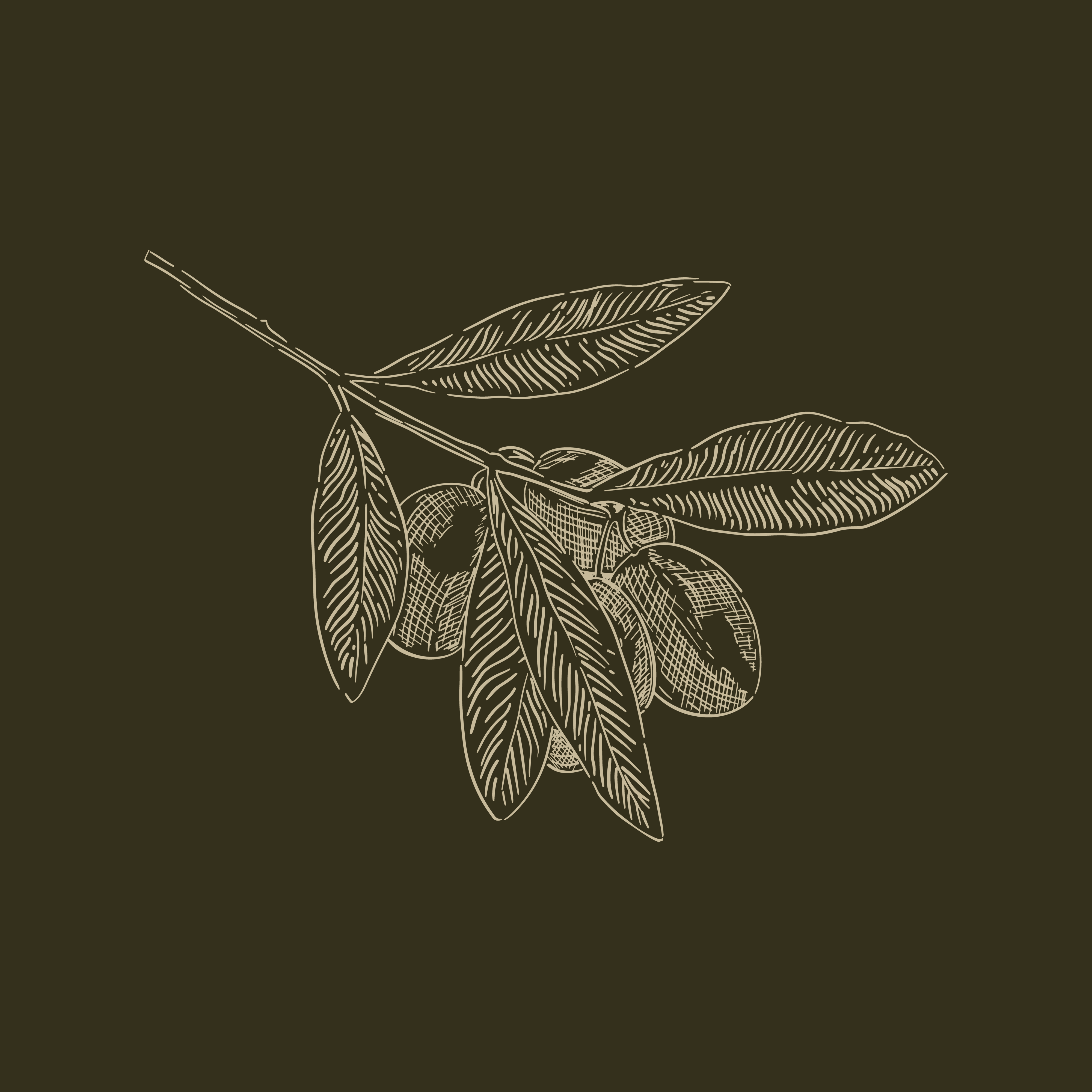 Ilustra-es-Oliva-Modular-06.png